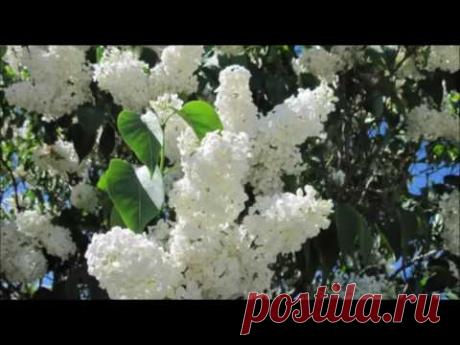 Cantarile incurajarii iulie 2017 - Mariana Somesan