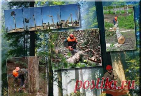 Есть заявки на объемы спила деревьев.
Просьба для всех организаций, занимающихся спилом деревьев, прислать свою информацию на почту 89222066166@st66.ru
info@st66.ru
3@st66.ru
Формируем базу для сезонной работы 2016г.
Спасибо.