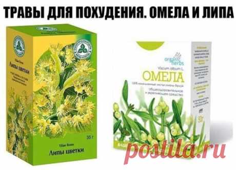 ТРАВЫ ДЛЯ ПОХУДЕНИЯ. ОМЕЛА И ЛИПА
Как говорит Сергей Макеев, доктор народной медицины: За 5 дней сбросить 5кг веса - это не предел.
Есть очень старый и не раз проверенный рецепт:
Берём липу, примерно горсть и заливаем её в термосе одним литром кипятка. И пьём в течение дня когда захочется пить. То есть ничего кроме липы не пьём. Кушаем, что хотим, но умеренно.
На другой день берём Омелу ивную. Это растение от ста заболеваний. Опять же завариваем горсть травы на один литр кипятка в термосе