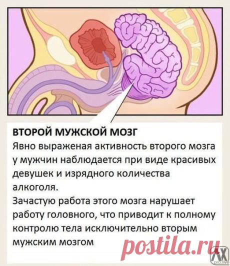 Органы человеческого тела, о которых не пишут в учебниках. / Взлом логики