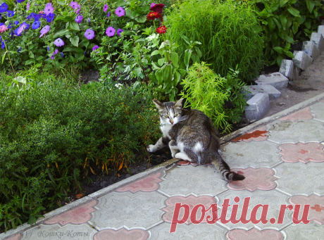 Подозрительный кот. Эпизод из жизни городского кота
✧ Канал «Кошки & Коты».
✨ Автор текста и фото: Нина Стрелкова.
✧ Что-то вид у этого кота какой-то подозрительный. Явно он что-то замышляет. То ли своровать что-либо хочет, то ли наоборот, спрятать. Например, прикопать в цветнике какие-то сокровища.
✧ Очень подозрительный кот. Озирается по сторонам, не видит ли кто его в момент совершения правонарушения...