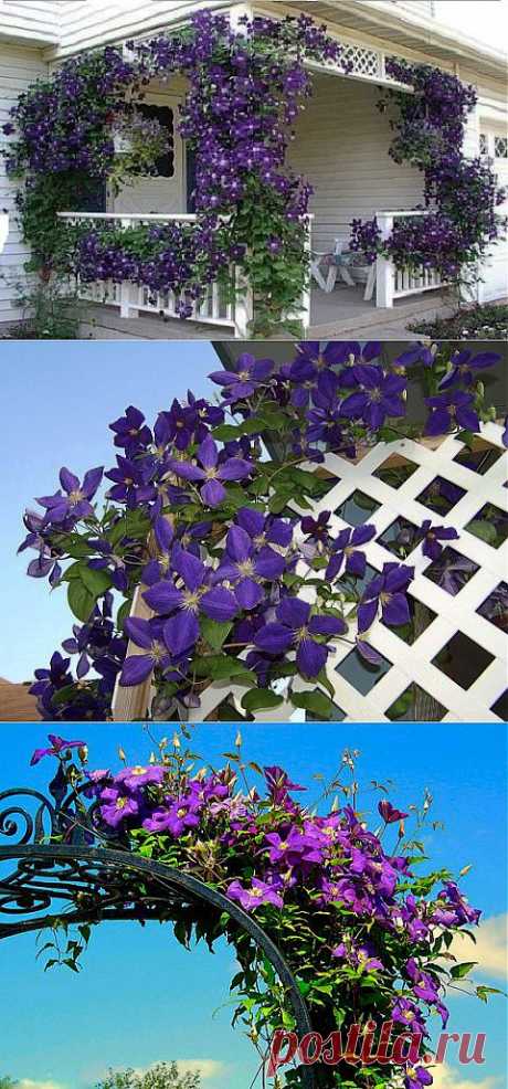 Посадка и уход за клематисом | Самоцветик