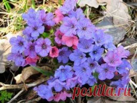 Медуница лекарственная - Садоводка