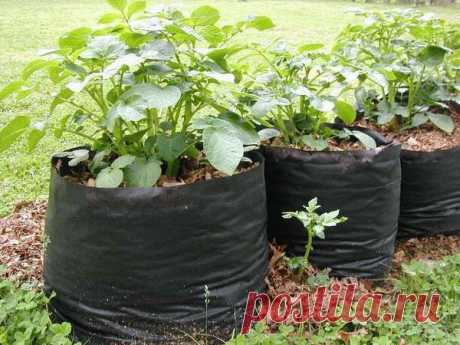 Правила выращивания картофеля в мешках