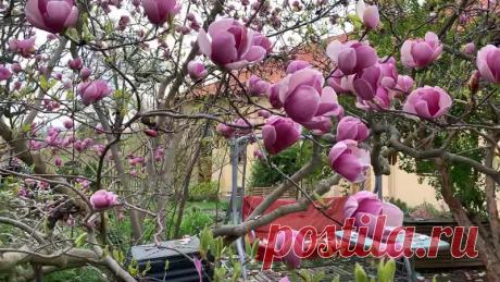 Нашел для вас самую красивую магнолию. Весны вам в глаза, в душу и в сердце! #прага #чехия #лучшийдругвпраге
Если видели цветение этих деревьев в Праге - лайк
Если еще не видели - репост