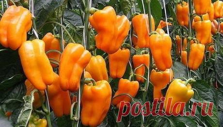 ЧЕМ ПОДКОРМИТЬ РАССАДУ ПЕРЦА