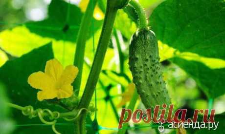 Проблемы при выращивании огурцов - Проблемы при выращивании огурцов, огурцы