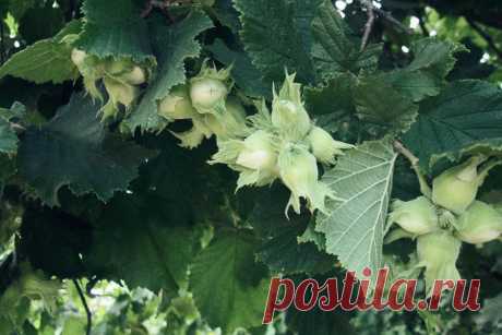 Метла, сделанная из веток орешника, отгоняет несчастья и помогает избавиться от прошлого. Но при одном условии Веник из веток орешника отгоняет невезение и позволяет освободиться от плохой энергии. Узнайте, как можно воспользоваться его мощной силой.