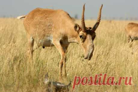 Рога и копыта: топ-10 лучших рогатых в животном мире