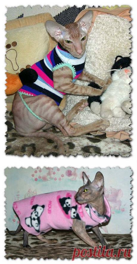 Одежда для кошек , шьем без выкроек. | Мир кошек
