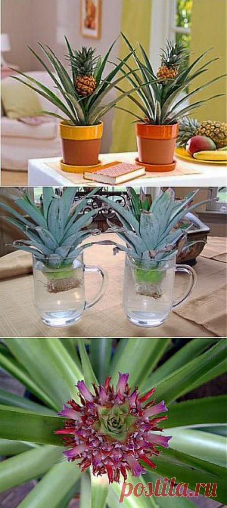 Как вырастить ананас на подоконнике? Особенности ухода за ананасом | GreenHome