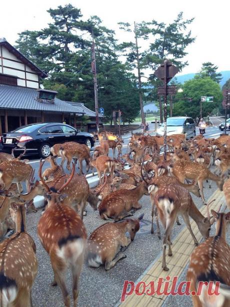 Олени японского города Нара