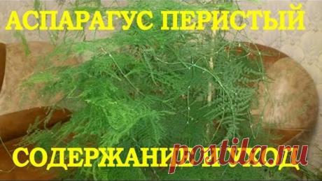 Аспарагус перистый, содержание и уход. В этом видео рассказано о содержании и уходе, за комнатным цветком, аспарагусе перистом.