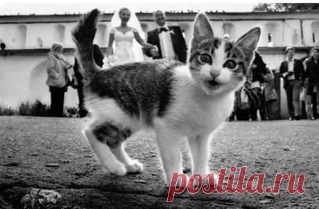 Внезапные коты Коты обладают массой достоинств и талантов. Коты гармонизируют любое самое безнадежной пространство. А еще они имеют обыкновение всегда оказываться в нужное время и в нужном месте. Подборка - тому док…