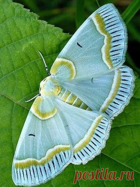 Найдено на сайте leseforyou.blogspot.com.