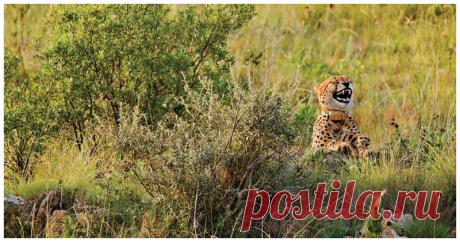 Лучшие работы конкурса смешных фотографий дикой природы