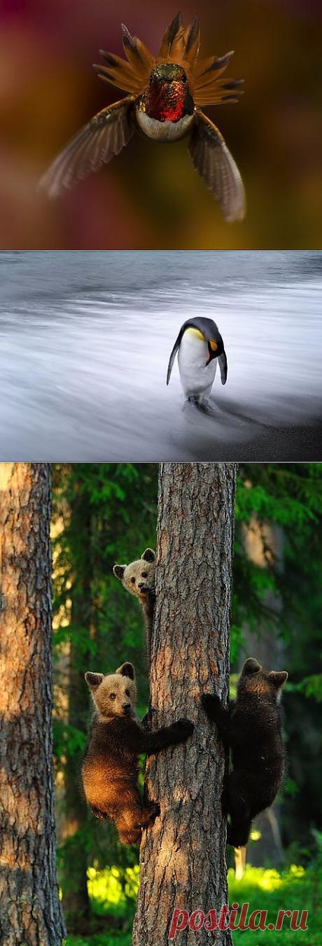 (+1) - Самые яркие работы фотоконкурса «National Geographic Photography Contest 2013» | Искус | лестницы