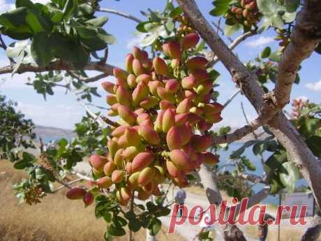 Как выглядели наши любимые продукты до того, как их собрали