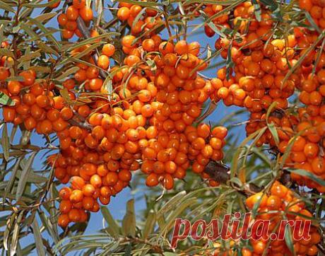 Современные сорта облепихи - Дачный участок - медиаплатформа МирТесен