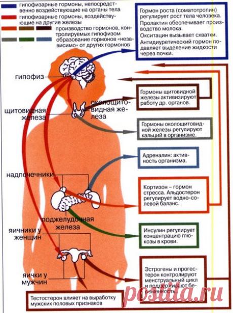 ВИДЫ И ФУНКЦИИ ГОРМОНОВ РАЗЛИЧНЫХ ЖЕЛЕЗ