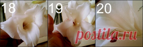 Гламелия. МК и роскошные букеты д..