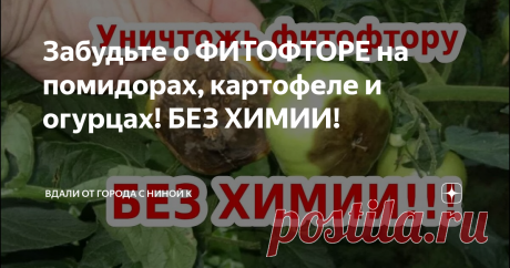 Забудьте о ФИТОФТОРЕ на помидорах, картофеле и огурцах! БЕЗ ХИМИИ!