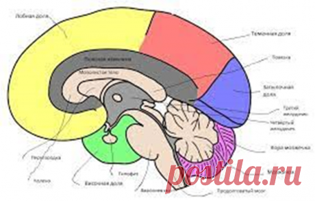 Тромбы, инсульты: пять способов избежать сосудистые катастрофы. | Сергей Витебский | Дзен