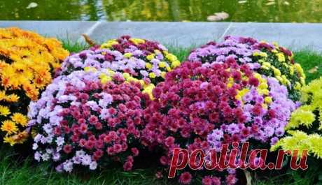 Как ухаживать за хризантемой весной, чтобы осенью стала цветущим шариком | Блоги о даче и огороде, рецептах, красоте и правильном питании, рыбалке, ремонте и интерьере