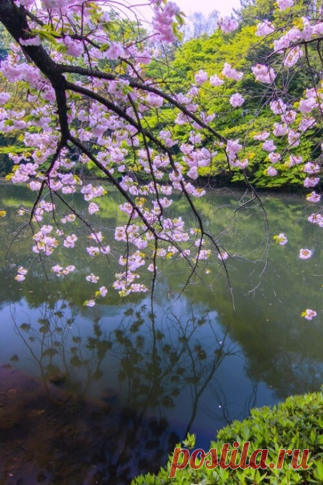 ༺🌸༻Живите долго…
Вам так много надо:
Успеть влюбиться, вырастить детей,
Сад посадить…
И чтоб над этим садом
Еще сто лет плыл аромат ветвей.
И чтобы жизнь вас щедро осенила
Великим даром украшать ее.
А если вдруг на все не хватит силы,
Она отдаст вам мужество свое...
Андрей Дементьев