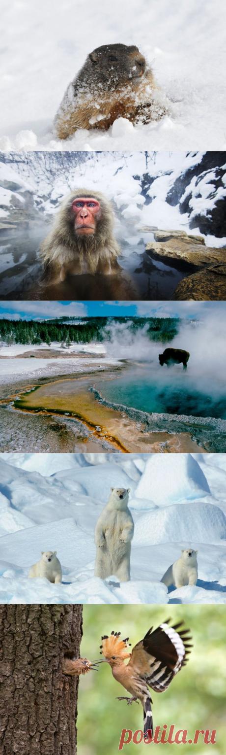 » Животные в холодную погоду Это интересно!