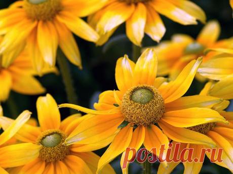 Рудбекия многолетняя: сорта с фото Рудбекия – красивое и эффектное растение семейства Астровые. Родина рудбекии – Северная Америка. В середине лета начинается цветочное шоу – растение радует взгляд красными, оранжевыми, желтыми соцвети...