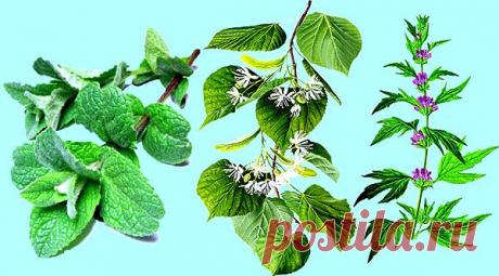 Успокоителный чай рецепты | Инфофито
Регулярный прием такого чая особенно полезен гипертоникам, так как улучшит самочувствие и предупредит гипертонические кризы.