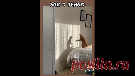 И правда, бой с тенью