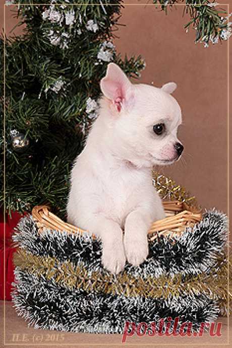 Питомник Голден из Лайф | Продажа щенков к/ш | 15.10.2015 г.