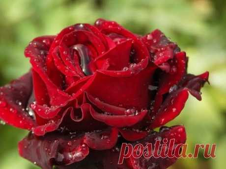 ***Однажды Бог собрал ..все бабьи....СЛЕЗЫ..
И окропил.....пустырь в своем .....САДУ.
С тех пор .....цветут там .....бархатные РОЗЫ....
Купая.....лепестки свои.....в ПРУДУ...***