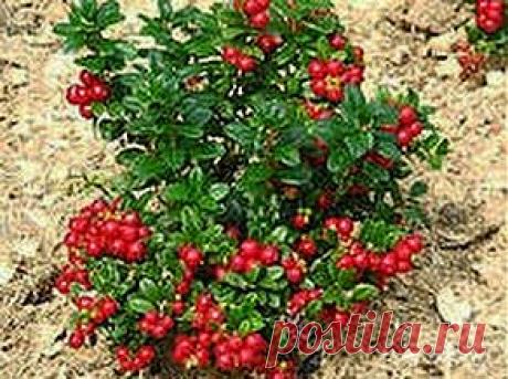 Спасут рябина и брусника | Друг пенсионера
Однажды мы с мужем зимой поехали на горнолыжный курорт. Для меня это было настоящее приключение, которое обещало стать лучшим воспоминанием в моей жизни. Вместо этого оно сделалось едва ли не худшим