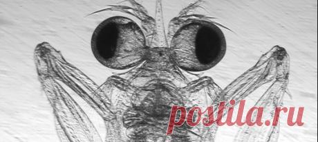 Оглушать добычу мощным хуком? Это вам к ракам-богомолам! Ученые присмотрелись к малышне одного из видов и выяснили кое-что интересное насчет их знаменитых боксерских способностей. Полноценными (и опасными) бойцами детеныши становятся уже на девятый день своей жизни!