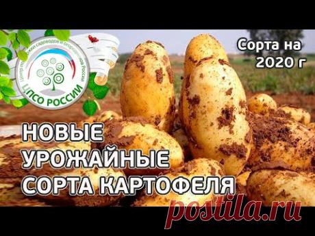 Сорта картофеля на 2020 год. Описание проверенных урожайных сортов картофеля.