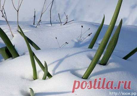 ПОЛЬЗА ЛУКА-ПОДСНЕЖНИКА | Вестник ЗОЖ