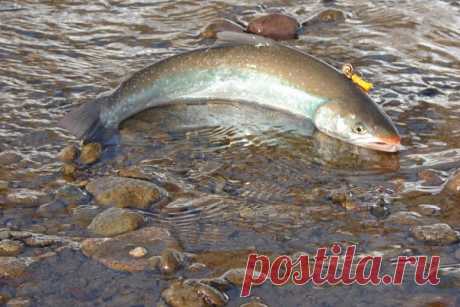 Как ловить гольца Голец - самая красивая рыба семейства лососевых, обитающая в водоемах. Его тело удлиненное, покрыто мелкой чешуей.Свое название голец получил из-за мелкой