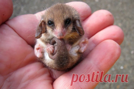 15 поссумов и опоссумов доказывающих, что они самые милые существа в мире