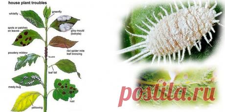 Комнатные растения болезни и вредители - Сад и огород