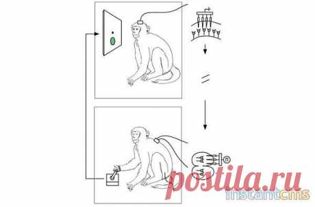 Новое изобретение, которое позволяет управлять другим человеком
Пока этот имплантант исследуется на обезьянах. Ученые вдохновились фильмом "Аватар" и подумали, почему бы не попробовать всю эту фантастическую идею воплотить в реальную жизнь?
Идея такова: один микрочип помещается в мозг ведущей обезьяной, другой микрочип крепится к спинному мозгу обезьяны-аватара.
