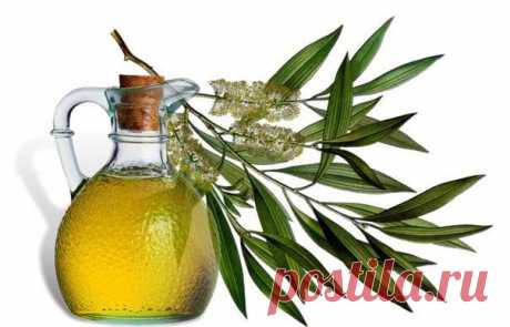 ЭФИРНЫЕ МАСЛА: ЧАЙНОЕ ДЕРЕВО