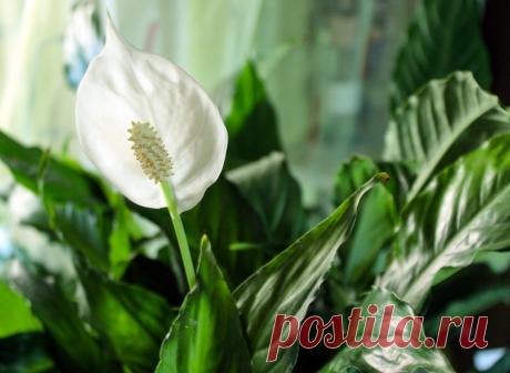 Цветы можно поливать не только водой. Существует специальный «коктейль жизни», который способствует пышному росту и цветению растений. | Вдали от города (огород + подсобное хозяйство) | Дзен