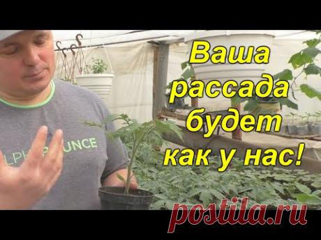 Вот почему у нас ВСЕГДА крепкая, приземистая рассада! Золотые правила выращивания рассады!