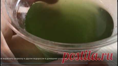 Бесплатные удобрения. Часть 4. Хлорелла и другие стимуляторы роста Вероника Поливкина: veronika-62@narod.ru Канал «Сорта цветов» https://www.youtube.com/channel/UCcJarZwSODACYnfhHCatCKw Канал «Садовый клуб» https://www.youtu...