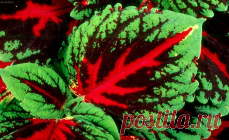 КОЛЕУС — COLEUS ОПИСАНИЕ, УХОД, ОСОБЕННОСТИ ВЫРАЩИВАНИЯ | Самоцветик