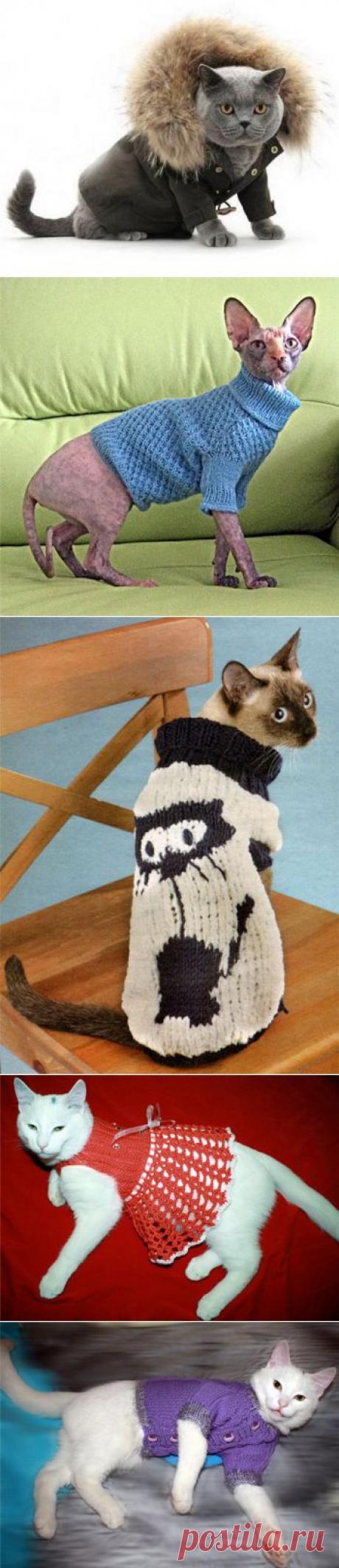 И это одежда тоже... Для наших любимчиков