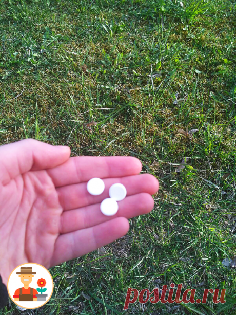 Рассказываю про таблетки, которые я использую для полноценной замены удобрения | Хитрый Огородник | Яндекс Дзен